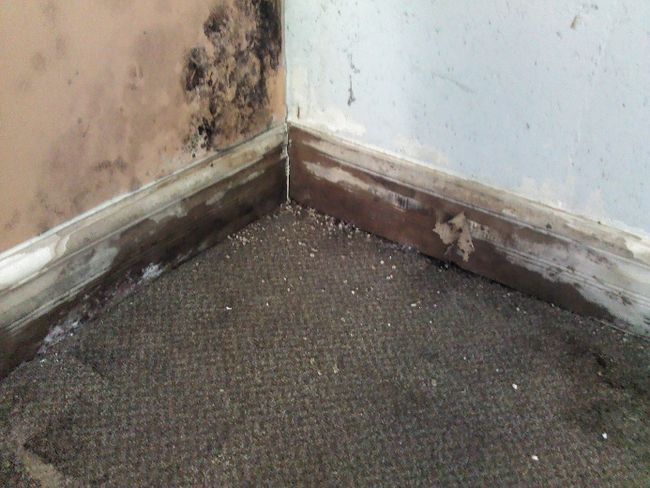 Acorn Calls For Burnaby Standards Of Maintenance Bylaw